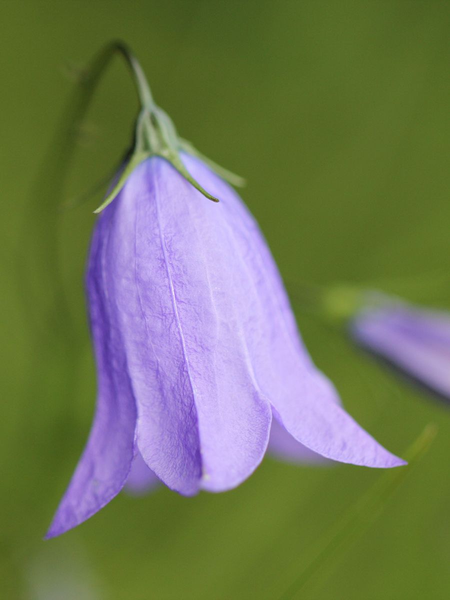 Plants and Wildflowers Image Collection product image (8)