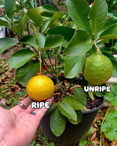 So excited for my first ripe Ponderosa Lemon! Organically homegrown and I can’t wait to slice this open! What should I make w...