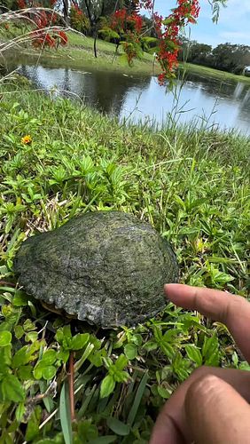 Turtle Rescue Mission: Complete ✅ #bdflo