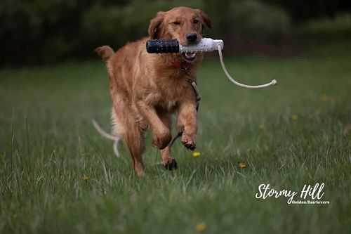 Rooster has started his training, he was doing very well with the 