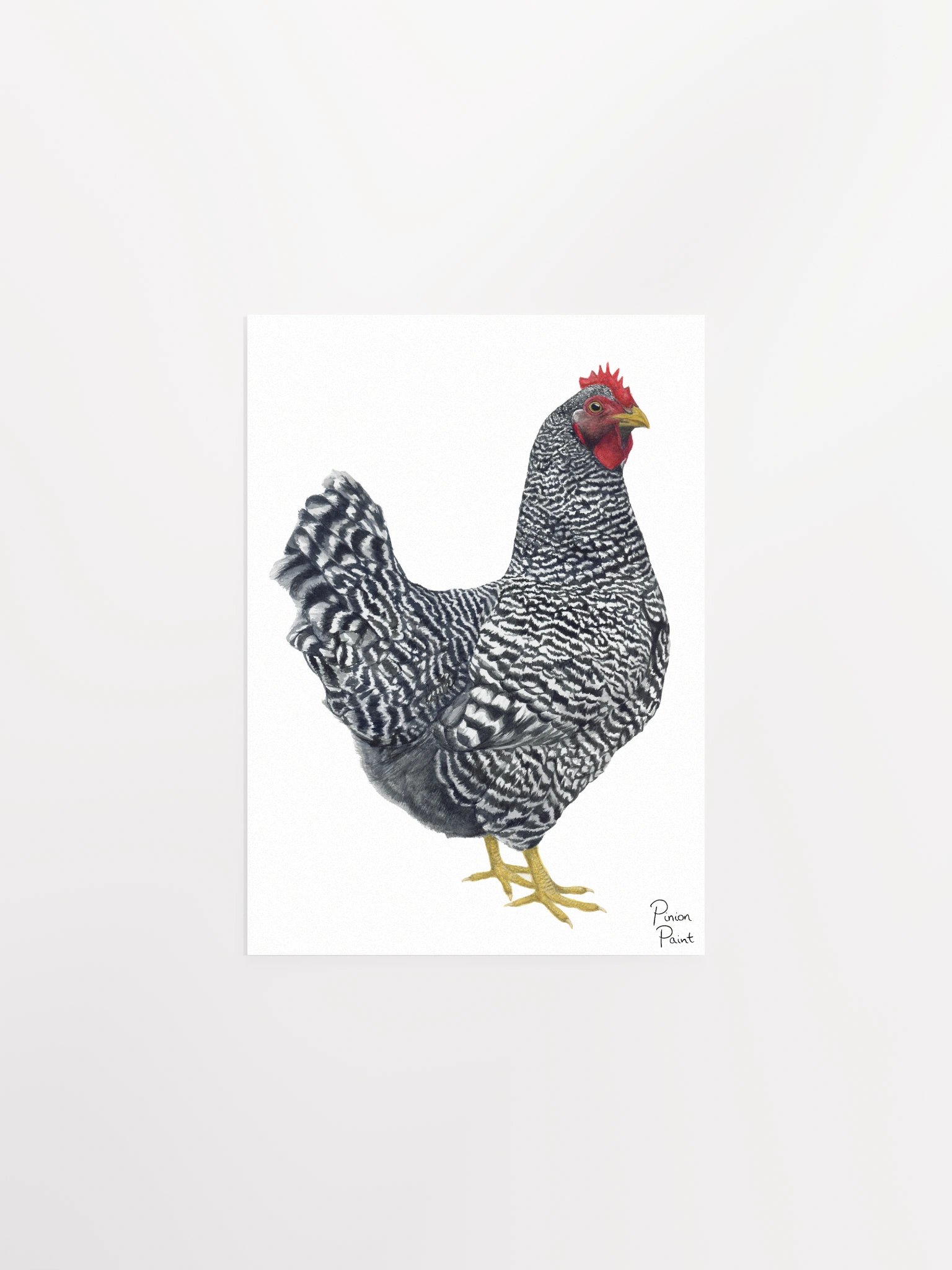 Plymouth Rock Chicken print product image (1)