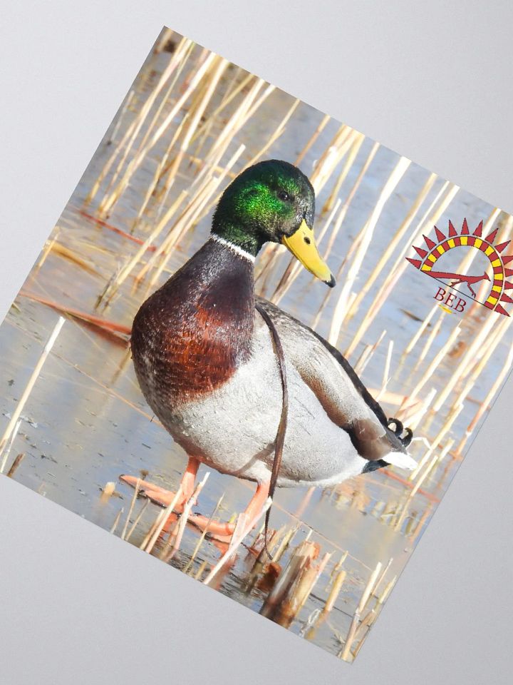 Bright-Eyed Birding Sticker (Mallard) product image (2)