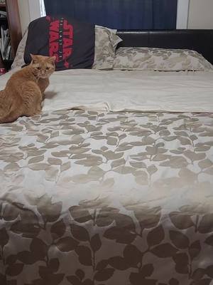 #kitty  #crazy #cute 