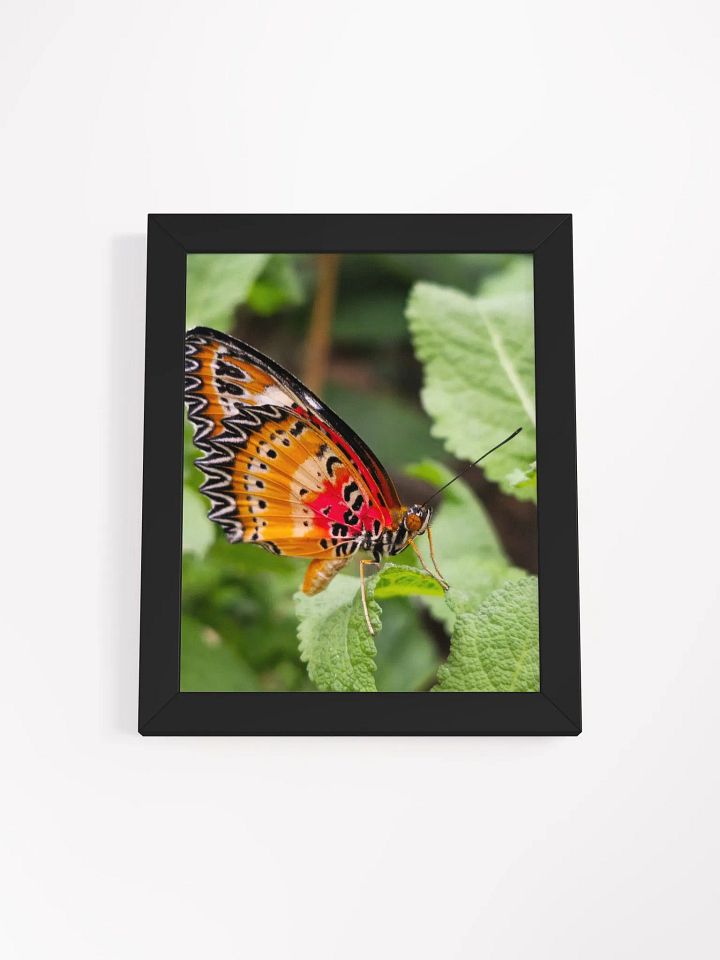Lacewing Tropical Butterfly Matte Poster product image (2)