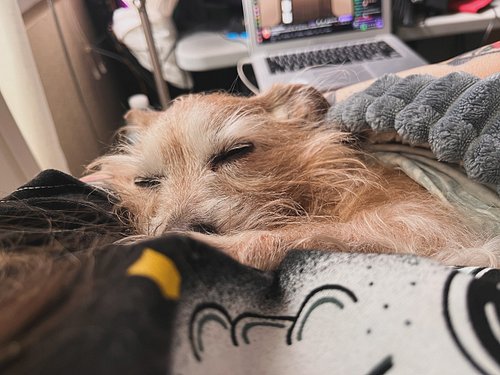 ❤️
.
.
.
#❤️ #roaddog #babybuddytony #teenietinytony #longdog #dauchshundmix #terriermix #rescuedog #xoxo #dogismycopilot #ba...