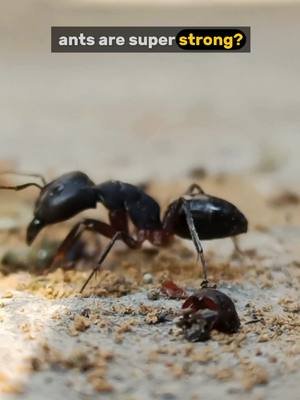 5 fun facts about Ants #creatorsearchinsights 