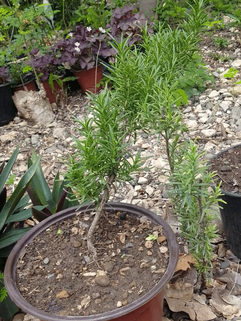 Rosemarie plant product image (1)