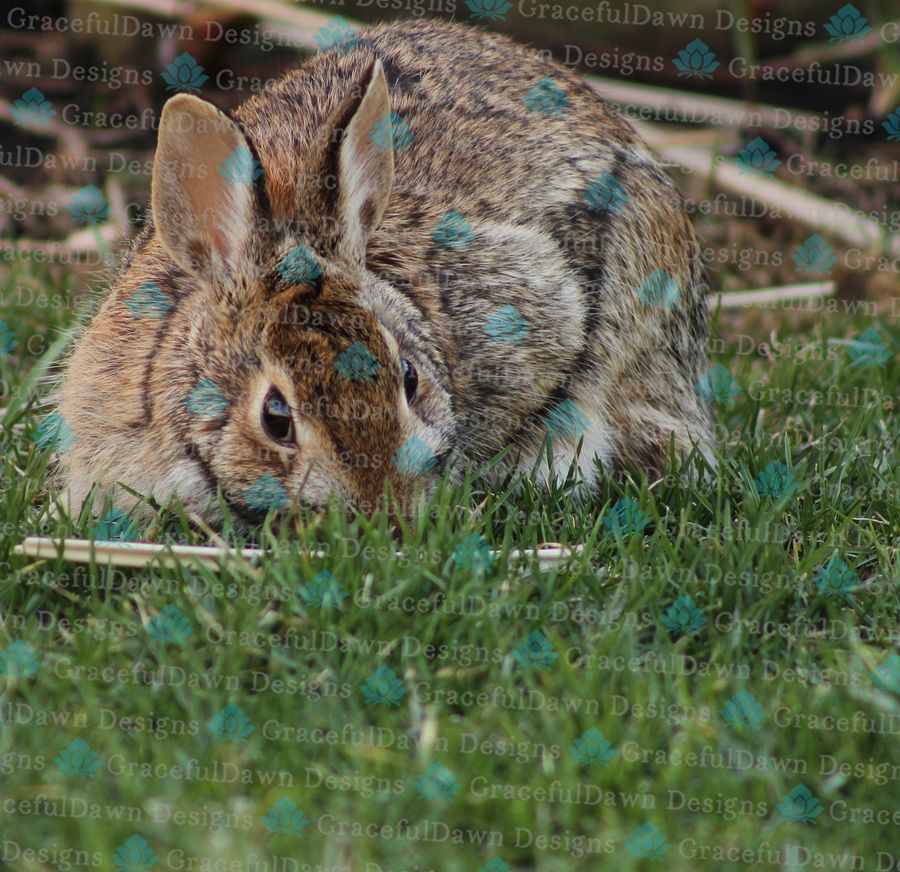 Comfy Rabbit product image (2)