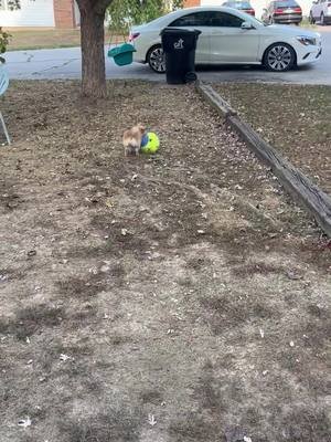 Tommy loved playing ball. Even when it is as big as he is! #amazingdogs 