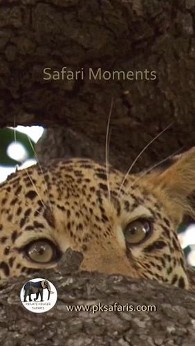 Close-up Leopard does not appear every day but when it does it is amazing. Be able to share it with our guests on tour makes ...