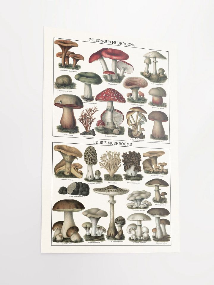 Fungi Kingdom: Poisonous vs Edible Poster product image (2)