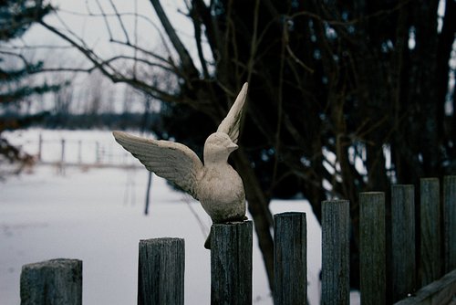 ❄️🕊️
