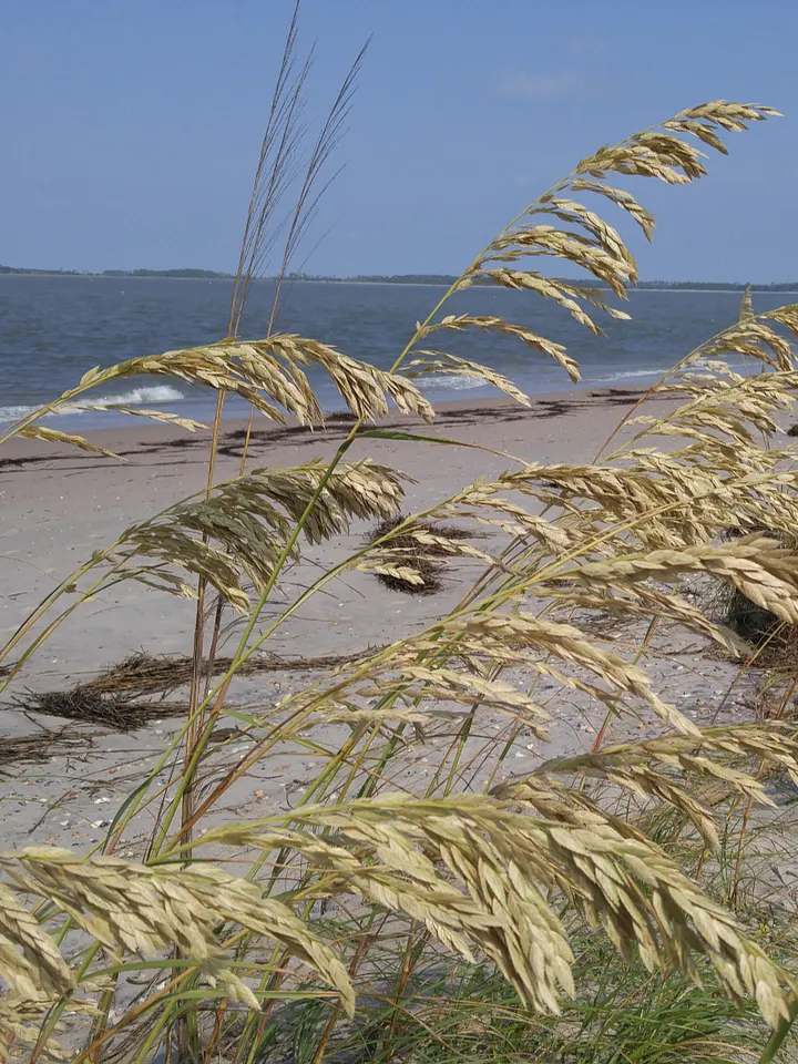 Beach Life product image (1)