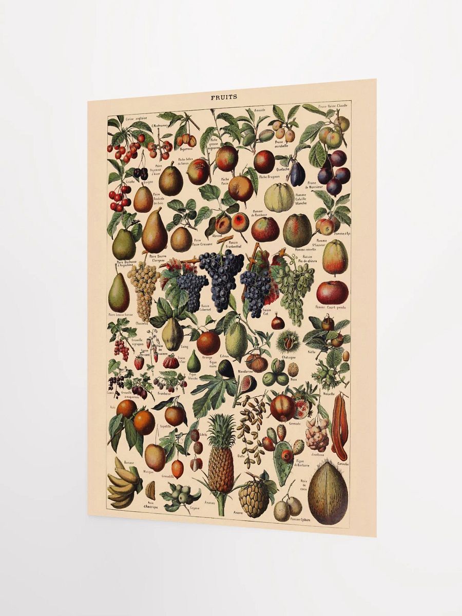 Vintage fruit poster print product image (5)