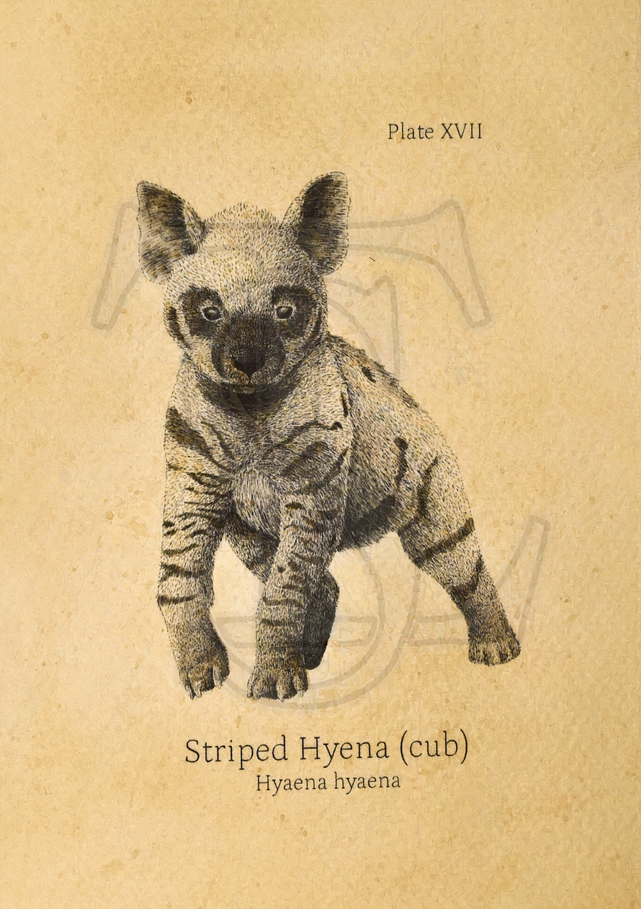 Striped Hyena Cub Giclée print (hand watercolored) product image (1)