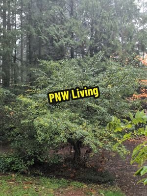 This is why my desert-born butt lives here now.  I love the rains! #PNW #rain #pnwlife