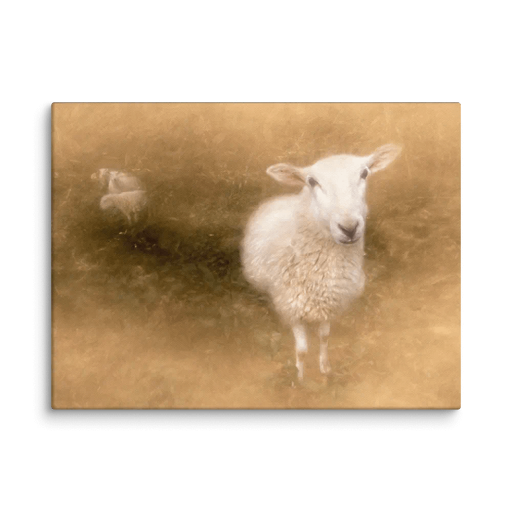 Pastoral Sheep Canvas product image (1)