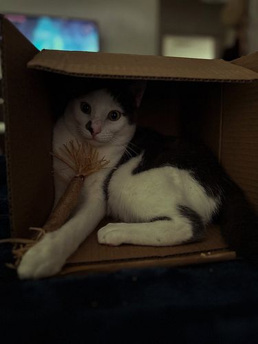 In this life, 3 things are certain: death, taxes, and if there is an empty cardboard box anywhere in your house your cat WILL...