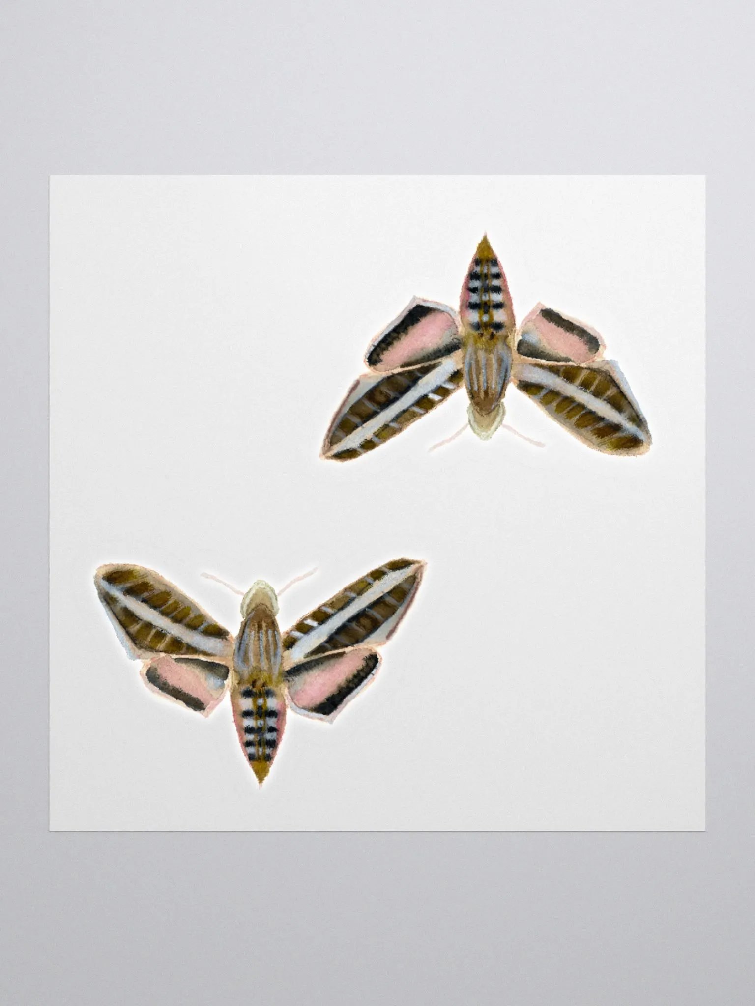 White Lined Sphinx Moth (x2) product image (1)