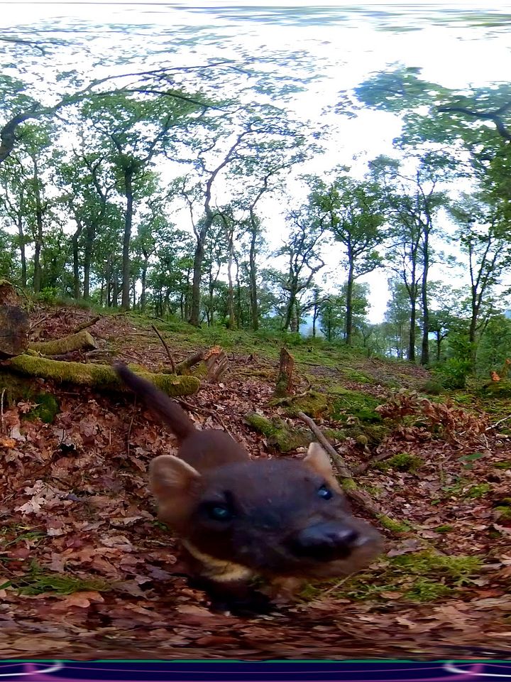 Scottish Treasure "Pine Marten" Moment product image (1)