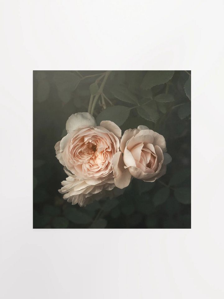 Pale English Cottage Roses product image (2)