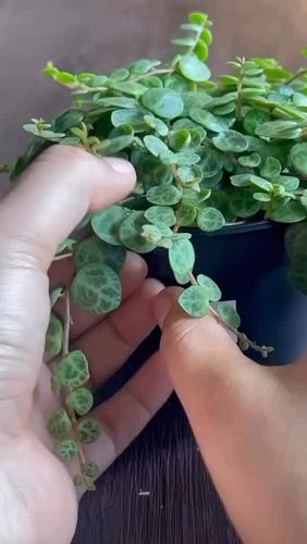 String of turtles 🐢. I used to wish turtles were as easy to grow as they are  to propagate. But not anymore I finally learned...