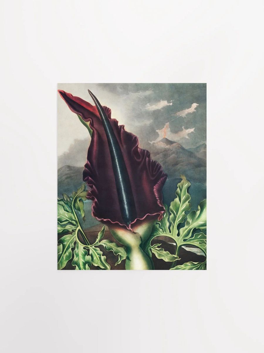 Majestic Maroon Flower Poster product image (7)