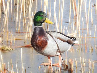 Mallards