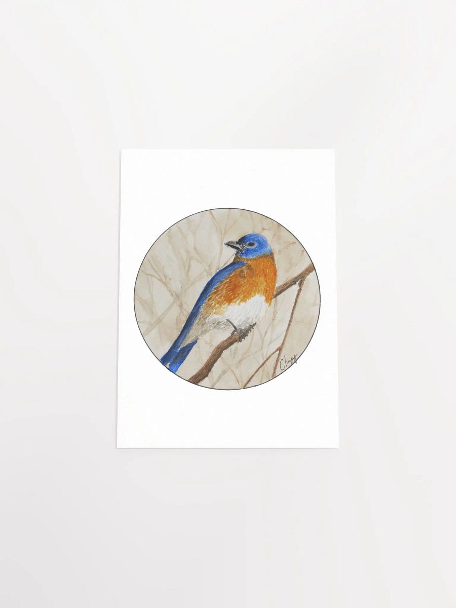 Eastern Bluebird print product image (4)
