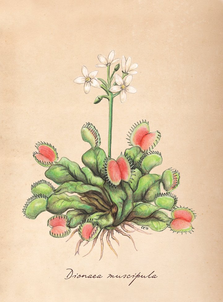 Venus Flytrap - Art Print product image (1)
