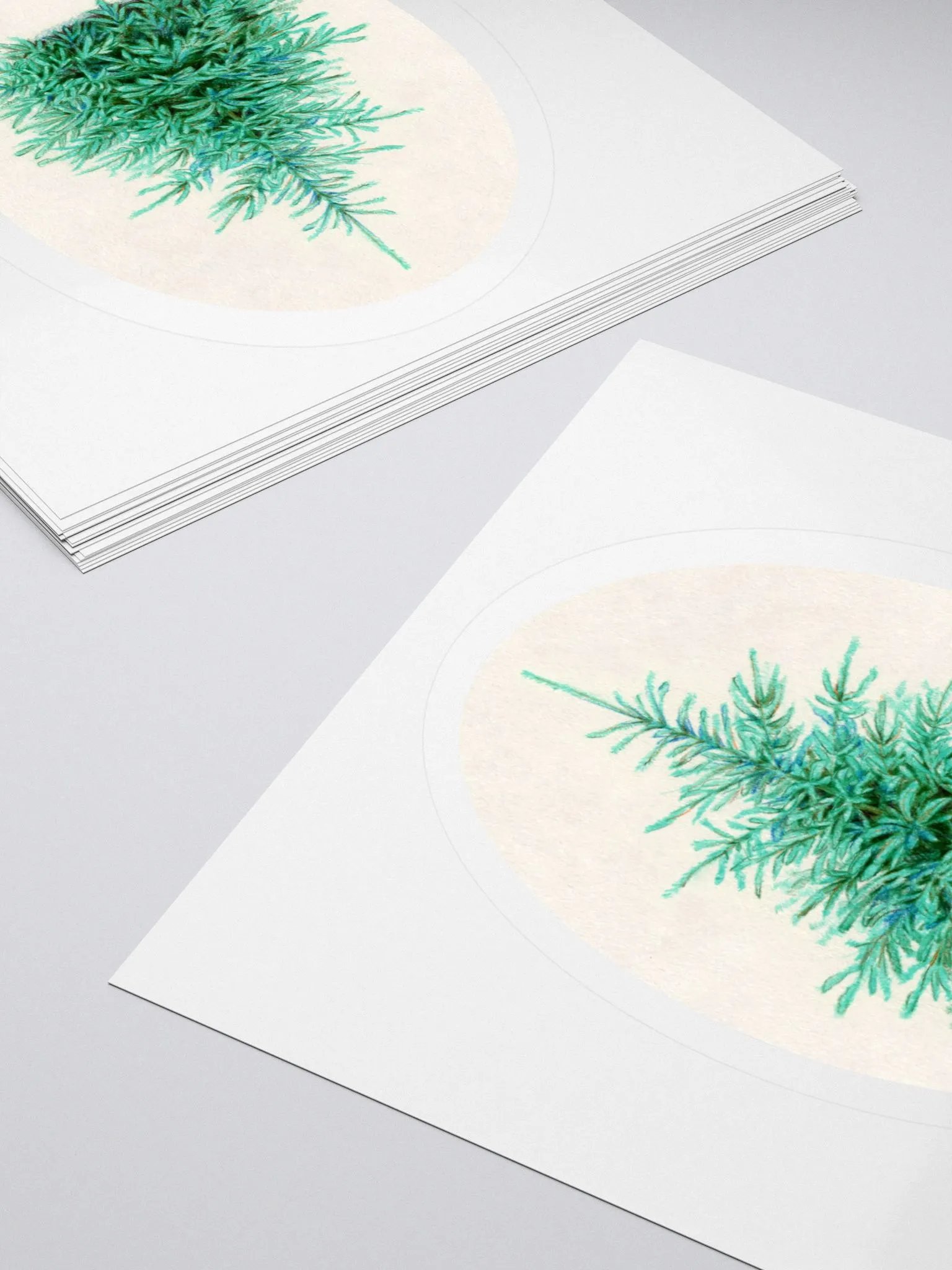 Blue spruce (Picea pungens) illustration sticker product image (4)
