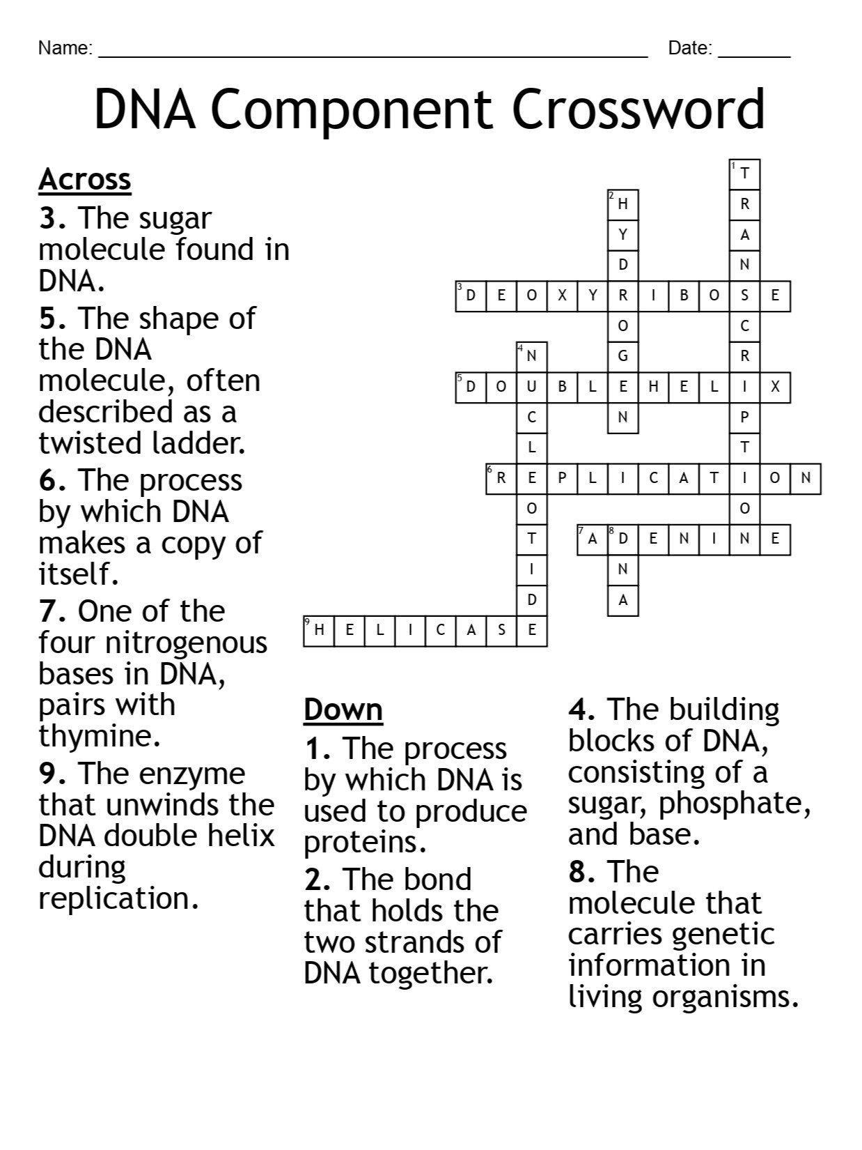 DNA Component Crossword Puzzle – Fun Biology Activity product image (2)