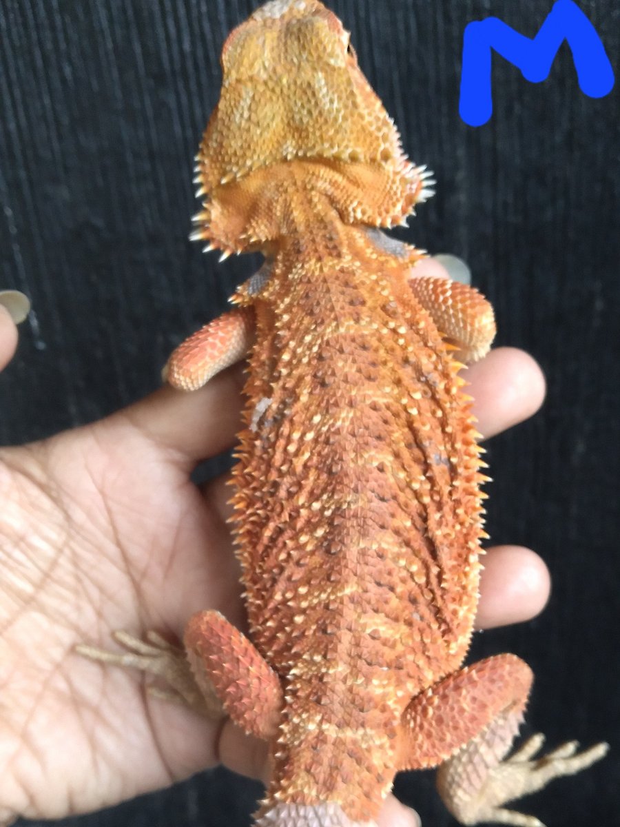 Breaded Dragon product image (3)
