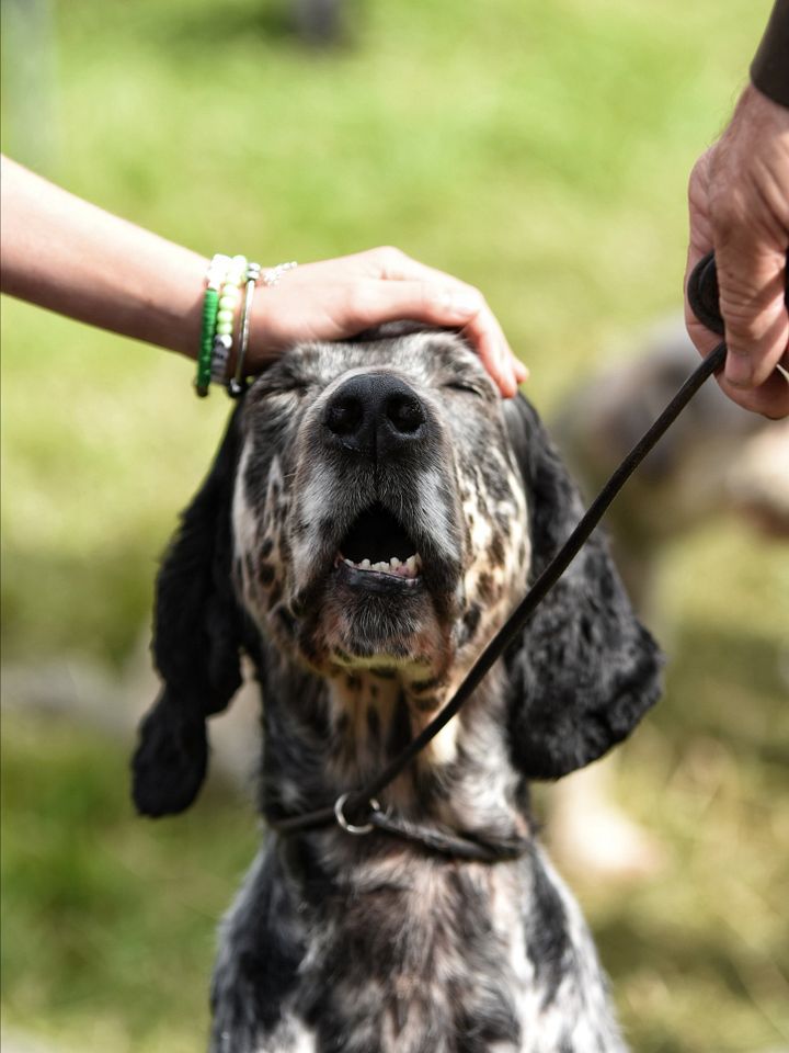 Good boy product image (1)