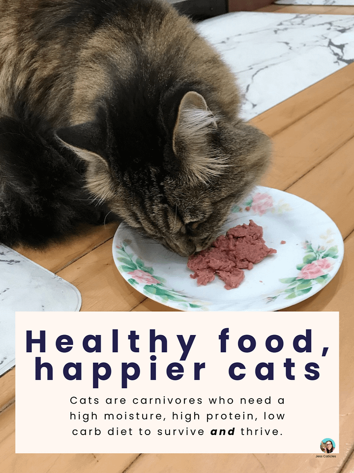 Ditch the Kibble video course ~ How to switch your cat from dry to healthy wet freeze-dried, or premade raw product image (2)