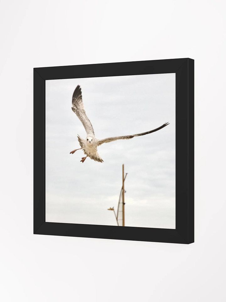 Young Gull Flying High Framed Print product image (9)