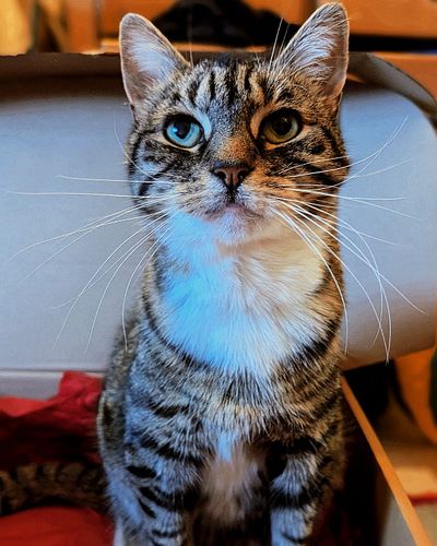 Intense whiskerage from candy
