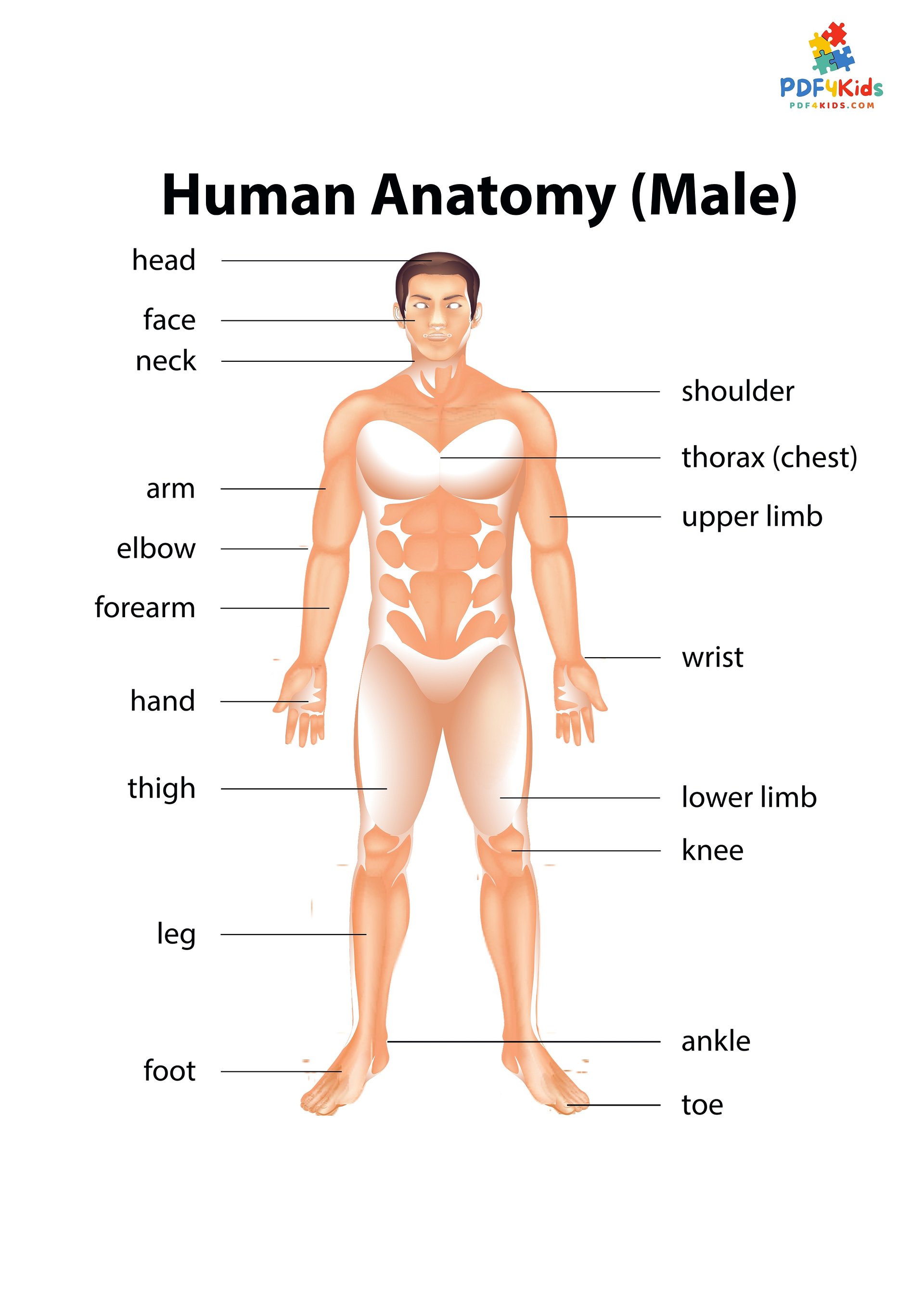 The Little Doctor: Coloring the Human Body Parts (36 Pages) product image (4)