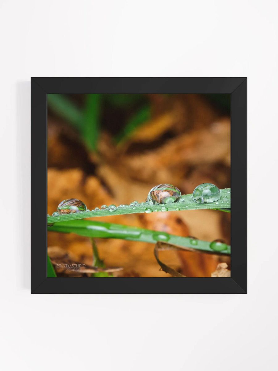 Dew Gems #11 - Framed Print product image (1)