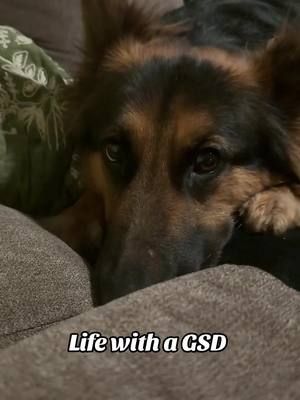 sowwy ☺️  #dogsoftiktok #gsd #germanshepherd 
