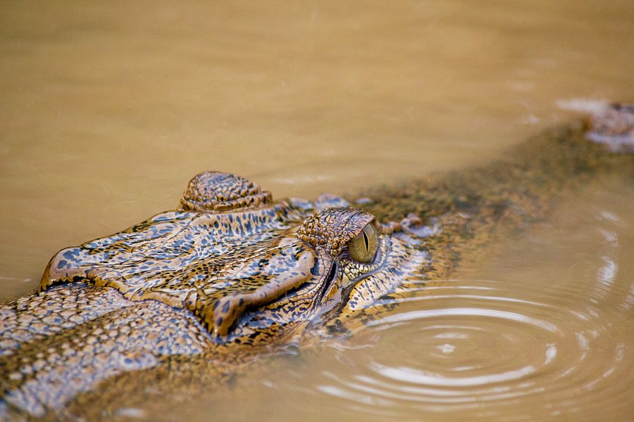 Backpacker’s Guide to Kinabatangan, Sepilok & Sandakan product image (4)