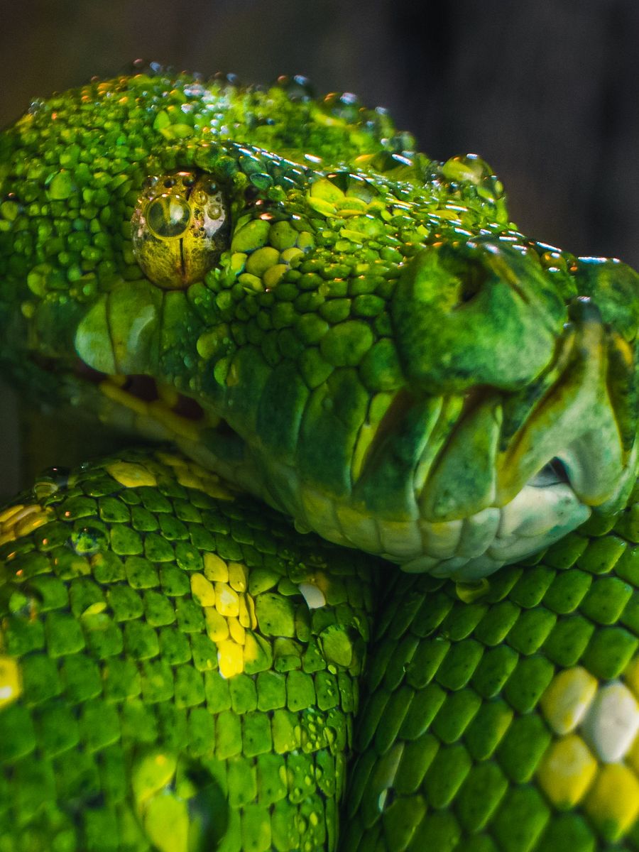 Green Tree Python Close Up #4 product image (1)