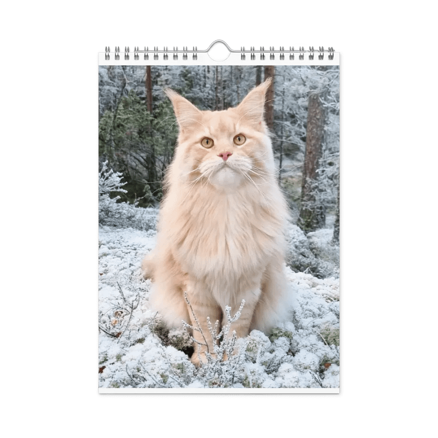 2024 Calendar - Adventures with Maine Coons product image (4)