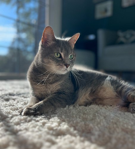 Happy 13th birthday to our first baby, Zooey. ❤️👑
