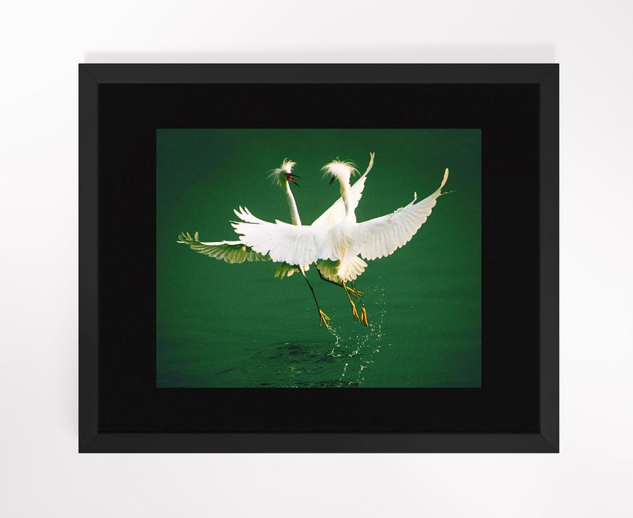Snowy Egrets I Framed Print product image (1)