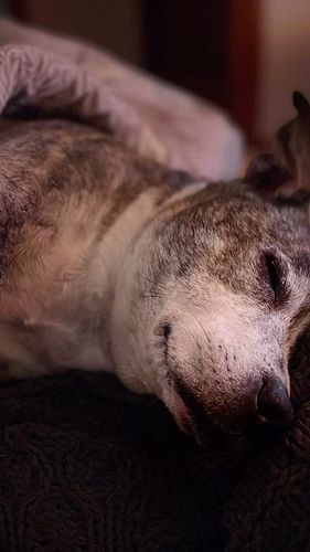 Man’s best friend, just turned 12 ❤️