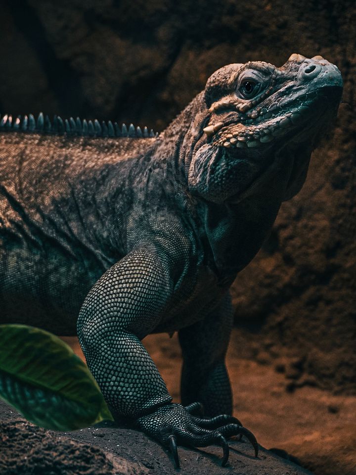 Rhino Iguana Perched product image (1)