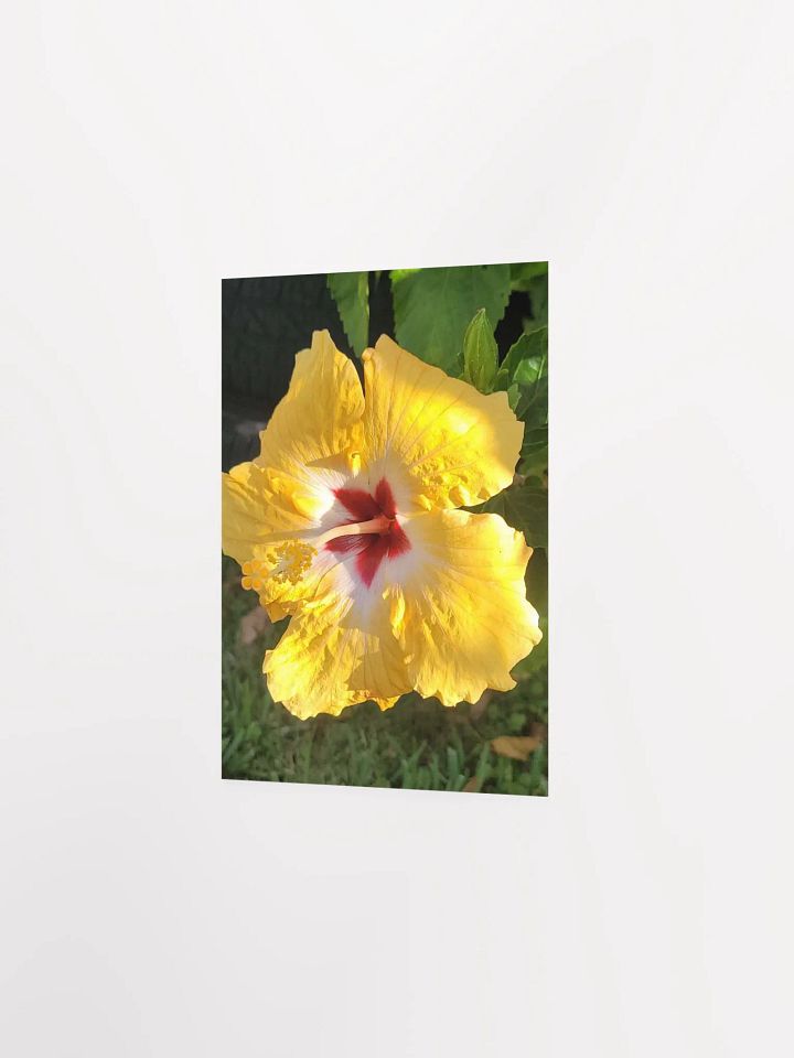 Yellow Hawaiian Hibiscus product image (20)