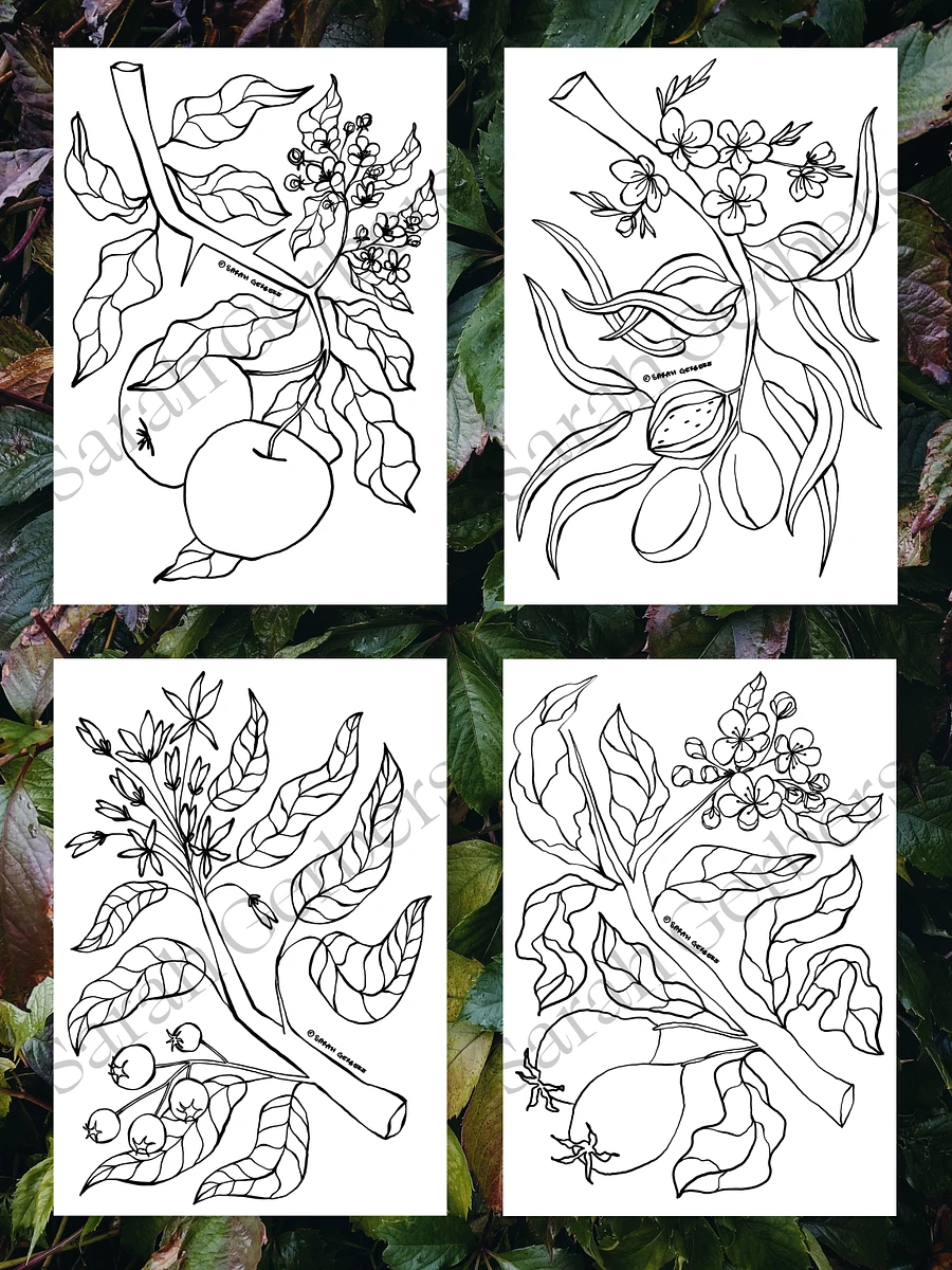 Fruit Tree Coloring Pages Printable product image (3)