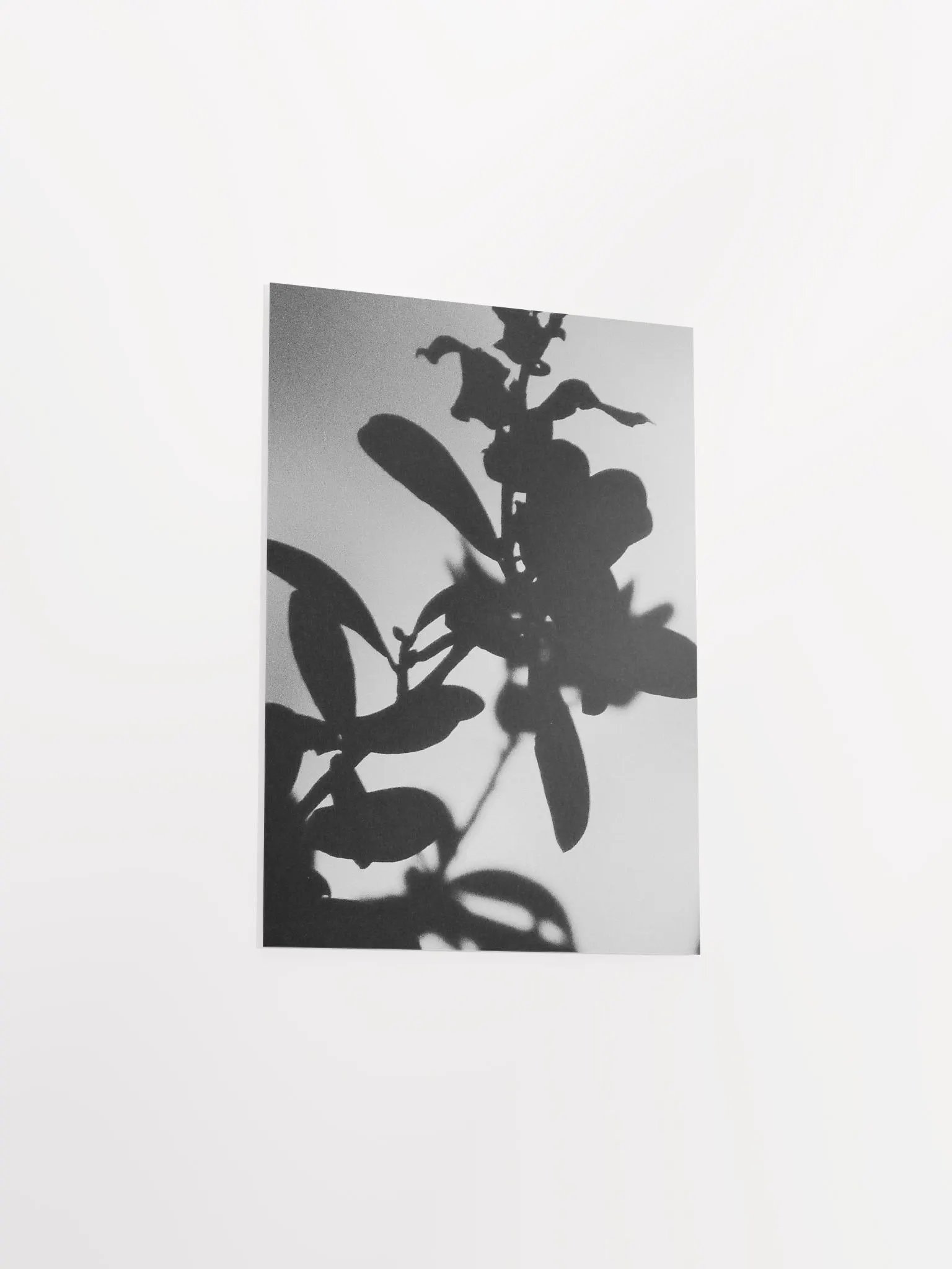 Black & White Plant Glow product image (29)